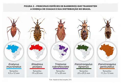 De Onde Vem O Nome Doença De Chagas