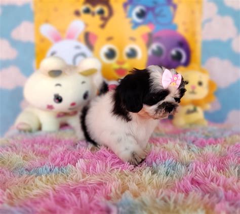 Shih Tzu F Mea Colora O E Temperamento Top Filhotes Amor