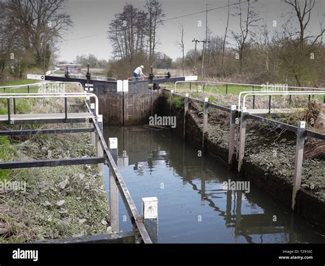 monkey marsh lock stock photo alamy