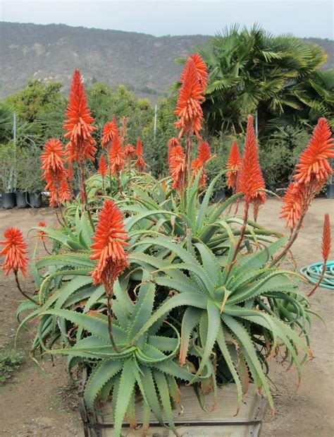 Aloe Arborescens Aloe Id Plantae