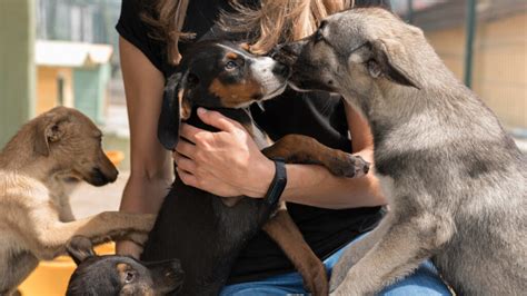 Boehringer Ingelheim Doa Medicamentos Para Os Animais