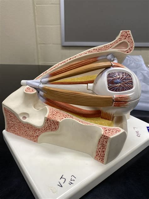 Lateral View Of Eye 1 Diagram Quizlet