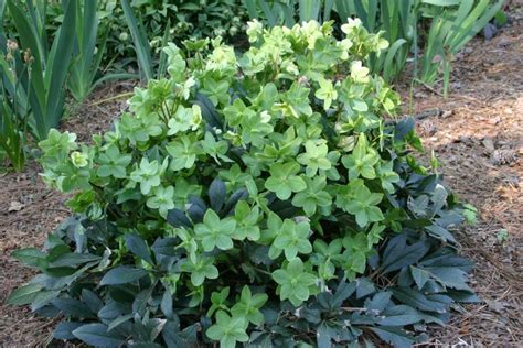 Hellebore Lentenrose Fertilizing Walter Reeves The Georgia Gardener