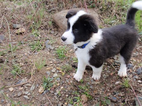 How Big Is A German Shepherd And Border Collie