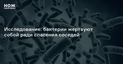 Исследование: бактерии жертвуют собой ради спасения соседей — Нож