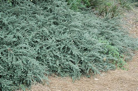 Gray Leaf Cotoneaster Cotoneaster Glaucophyllus In Raleigh Chapel