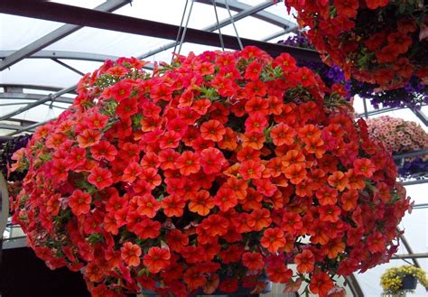 Петхуа цветы - 60 фото