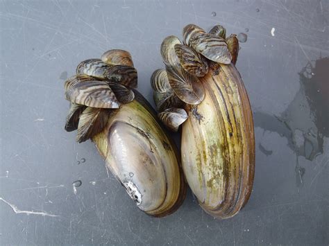 What do Zebra Mussels Look like? - Zebra Mussels