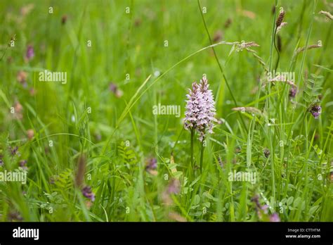 Pale Pink Fuchsia Flowers Hi Res Stock Photography And Images Alamy