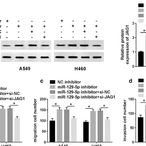 Mir P Modulated Nsclc Progression By Targeting Jag A D A