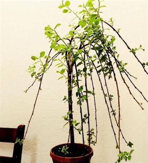 Weeping Pussy Willow Bonsai An Elegant Addition To Your Bonsai Collection