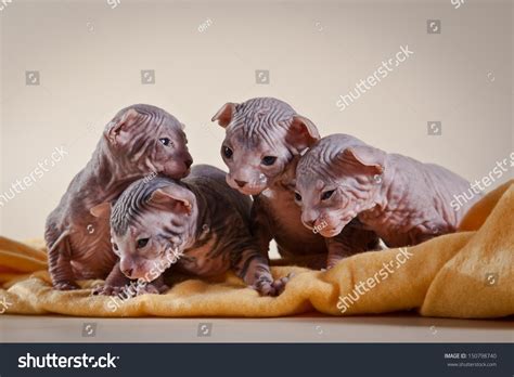 Nude Cat Sphynx库存照片150798740 Shutterstock