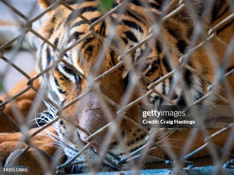 86 Petting Tiger Stock Photos High Res Pictures And Images Getty Images