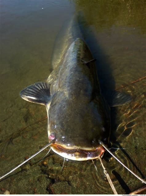 Сом (Юрий Курский) / Проза.ру