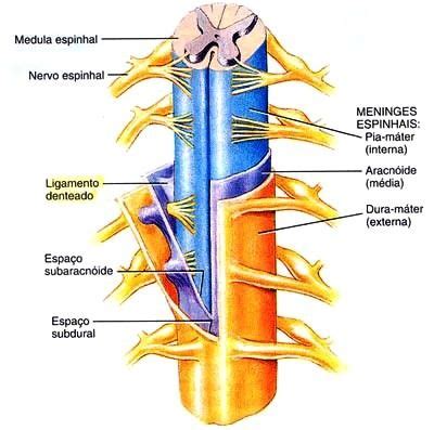 O Que É A Medula Espinhal - Aula de Anatomia | Medula Espinhal | Human anatomy and physiology ...