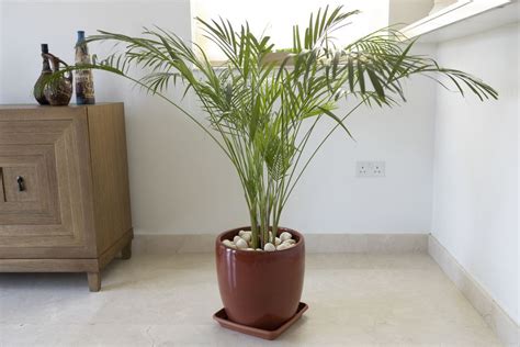 Bamboo Palms Care And Growing Guide