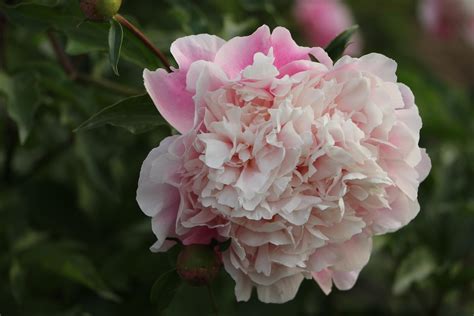 Peony, Mr. Ed - TheTreeFarm.com