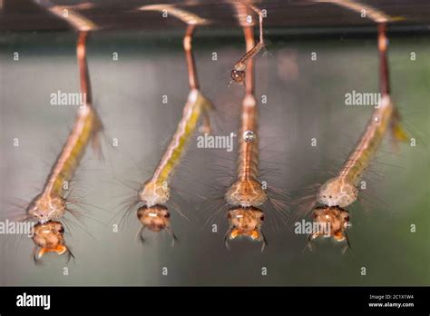 house mosquito, northern common house mosquito, common gnat, house gnat ...