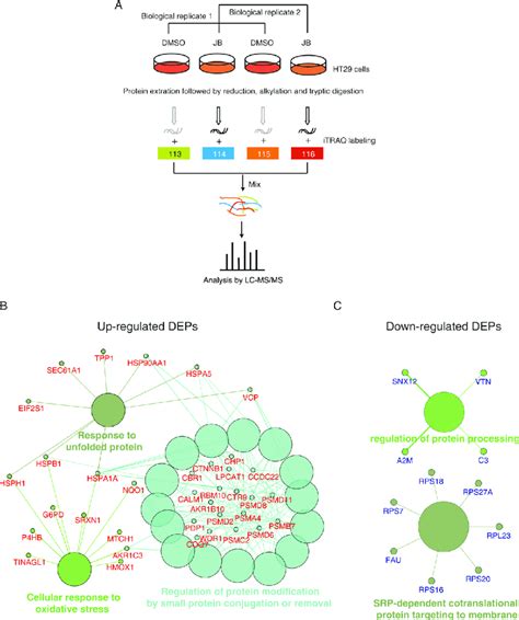 Itraq Based Proteomics Identifies Jb Regulated Proteins A