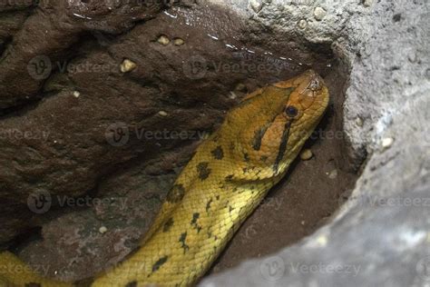 green anaconda snake portrait 18748653 Stock Photo at Vecteezy