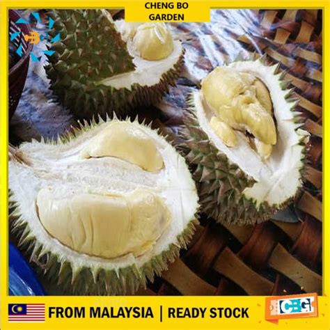 Anak Pokok Durian Capri Kapri Balik Pulau Limited Edition Buah Sedap