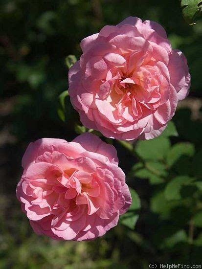 Hyde Hall Rose Photo David Austin Roses Rose Amazing Flowers