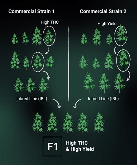 Understanding Cannabis Genetics Terminology Rqs Blog