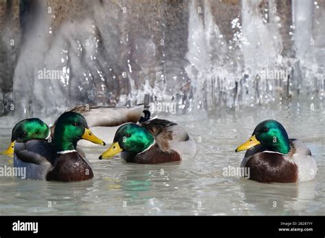 Rippling Curtain Hi Res Stock Photography And Images Alamy