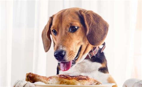 how to stimulate a dogs appetite