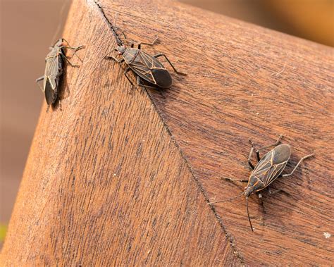 How To Get Rid Of Boxelder Bugs In Las Vegas Newmans Pest Control