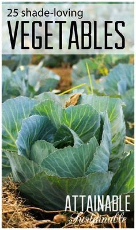 Grow A Vegetable Garden In The Shade Shade Loving Crops Homestead