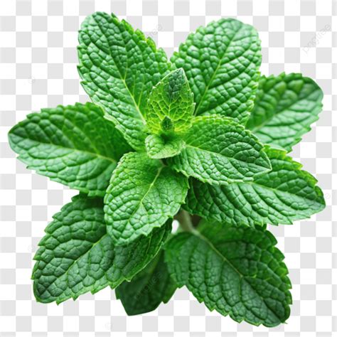 Green Mint Leaves Isolated Nature Clipart Fresh Freshness PNG