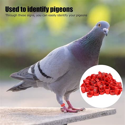 Buy Pcs Leg Bands Cockatiel Pigeon Clip Ring Pigeon Ring