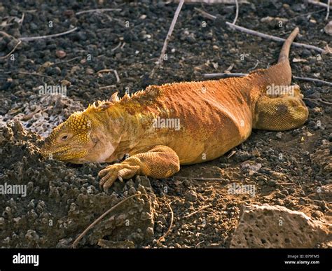 Galápagos Land Iguana Iguana Terrestre De Las Galápagos Fykv