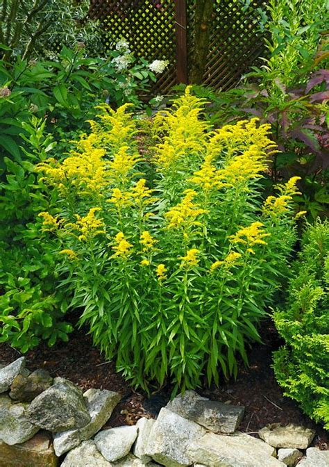 26 Stunning Ground Covers with Yellow Flowers | Balcony Garden Web