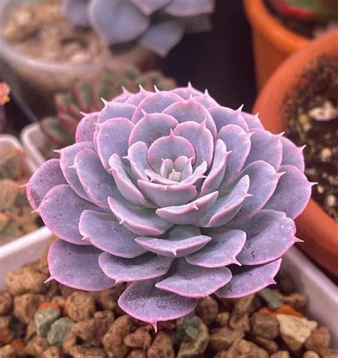 Echeveria Чудесный суккулент эхеверия интересен многообразием эффектных ...
