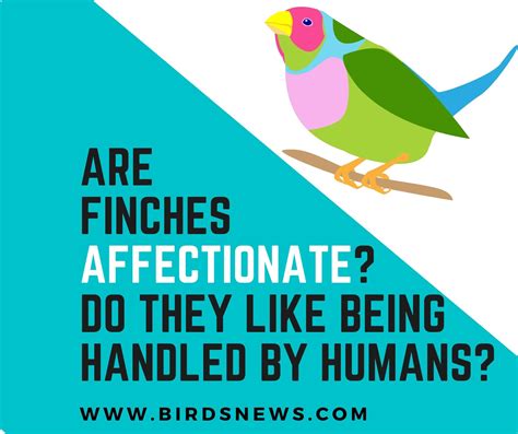Do Finches Lay Unfertilized Eggs? (What Happens To Unfertilized Finch