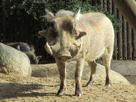 Warthog At The San Diego Zoo Safari Park By Kylgrv On Deviantart