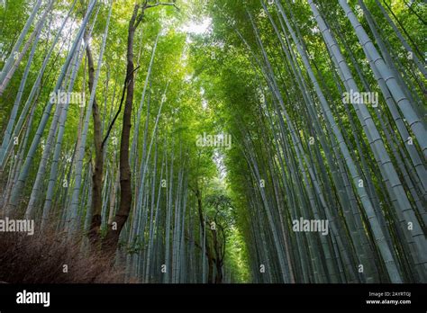 La bosquet de bambou bambou de Moso au Temple Tenryu ji site classé