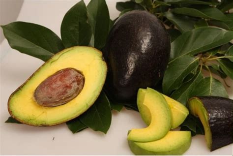 Oro Negro Avocado Tree Grafted 35 6 Feet Tall Rare Tree From Etsy