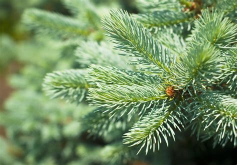 10 Best Spruce Trees To Plant (Pros And Cons Of Major Types) - Tree Journey