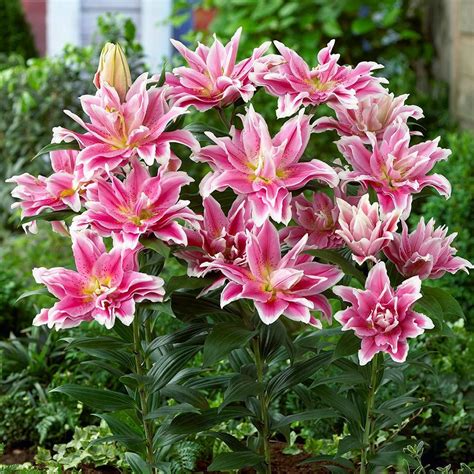 Lilium Roselily Natalia® | White Flower Farm