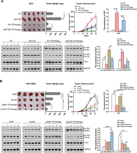 The function of LIST in xenograft tumor models. (A‐B). The impact of ...