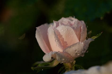 Rose Kruemel Kandis Flickr