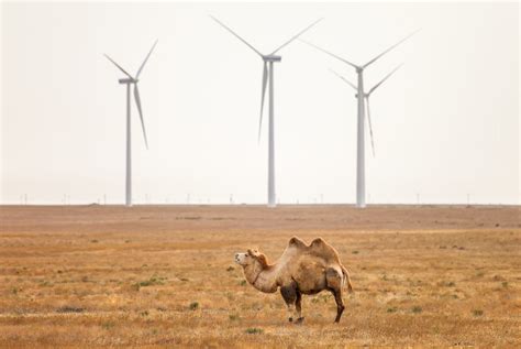 A Utility Investment Plan Is Like A Camel Rmi
