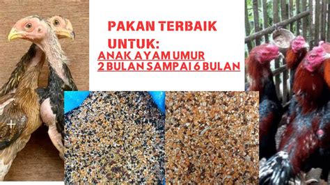 Pakan Terbaik Anak Ayam Umur 2 Bulan Sampai Umur 6 Bulan Pakan Ayam