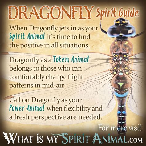 Dragonfly Symbolism & Meaning | Spirit, Totem & Power Animal