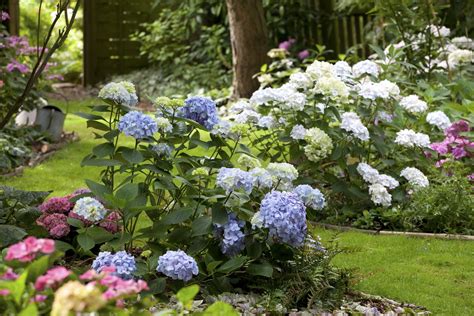 How To Deadhead Hydrangeas According To Gardening Author And Expert Real Homes