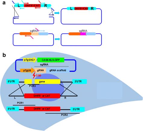 Schematic Illustration Of Plasmids Construction And Gene Disruption