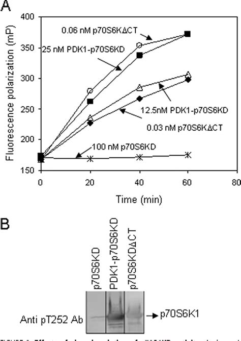 Figure 2 from Structural Basis of Human p70 Ribosomal S6 Kinase-1 ... 